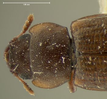 Media type: image;   Entomology 121 Aspect: pronotum dorsal
